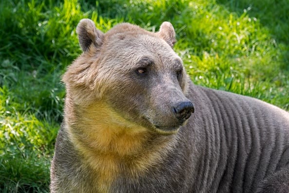 Woman Killed By Bear In Her Sleep While Camping After Scaring It Off An Hour Beforehand