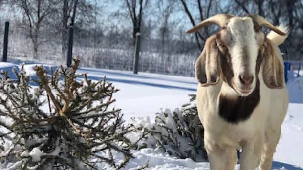 Your Christmas tree could make hungry goats ‘do a little happy dance’