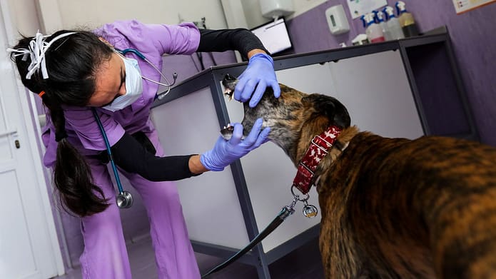 CDC updates monkeypox guidance after dog tests positive in 1st suspected human-to-pet case