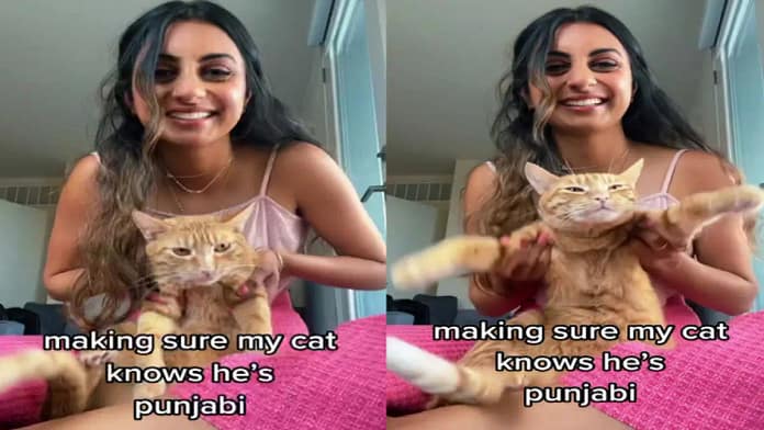 Watch: Adorable cat dances to bhangra beats, netizens amused