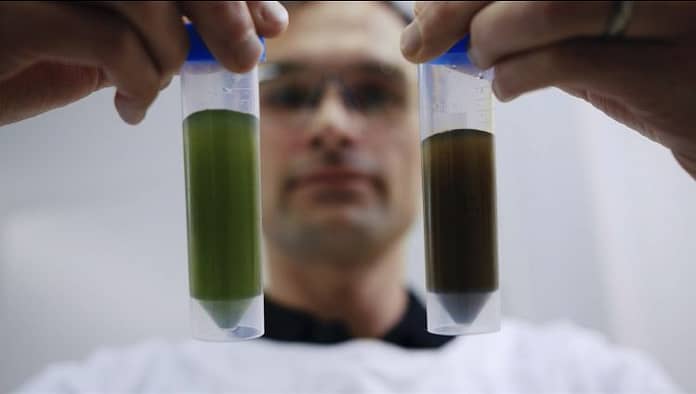 Provectus Algae to start producing ‘high-performance’ red food coloring from algae to support the alternative protein market