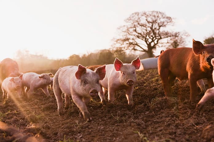 Climate labels, greenwashing and the row over the ‘climate-controlled pig’