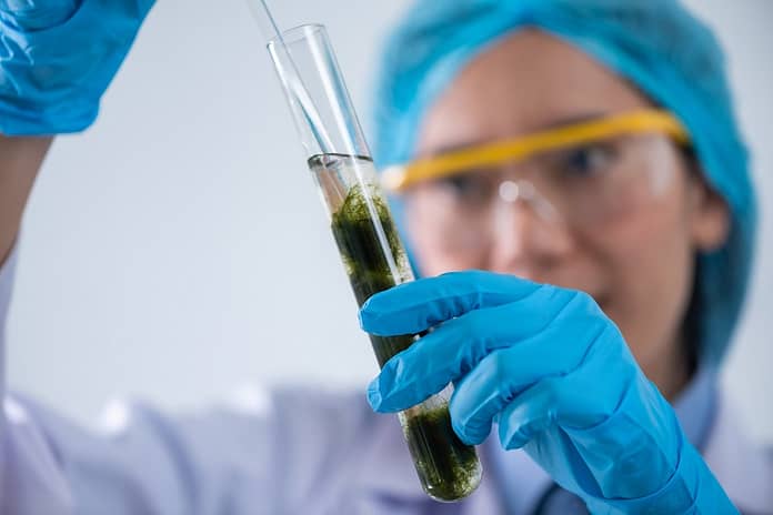 Protein made from microalgae fed with food waste comes to Europe