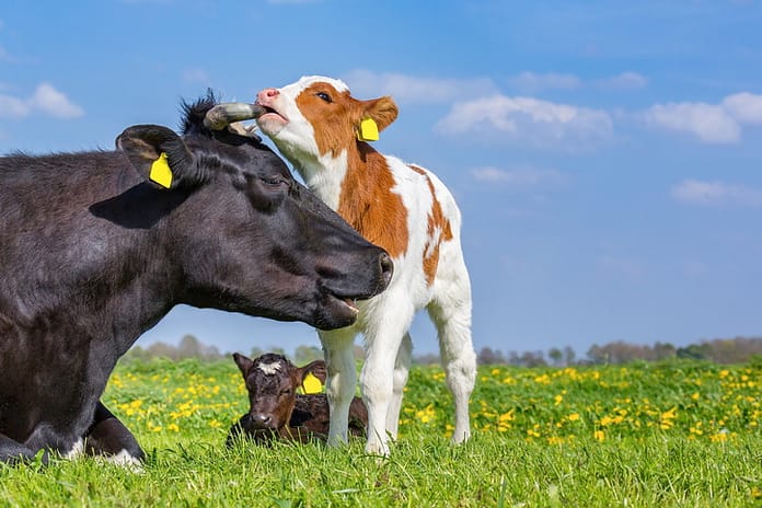 Understanding evolving Dutch attitudes to animal agriculture: One-quarter of consumers hope the future of meat will be animal-free