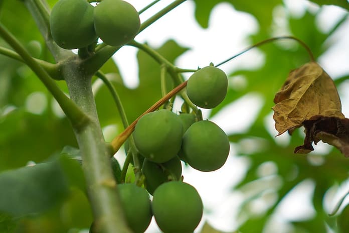 High-protein edible crop variety developed that ‘thrives’ on fallow land