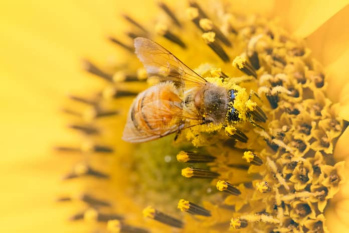 Bees could be key to reducing fluctuations in food supplies and steadying prices, study suggests