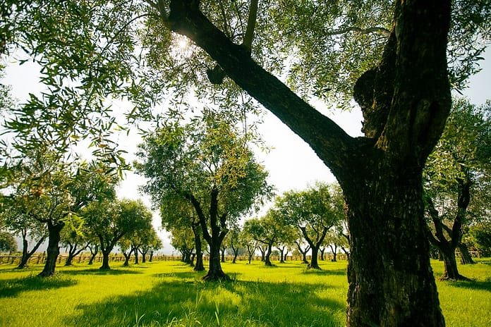 Researchers battle to combat ‘olive leprosy’ in Italy