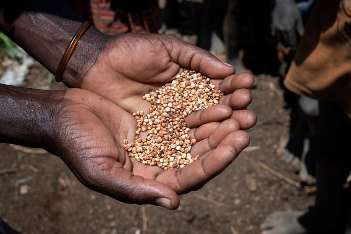 A ‘significant step’ for food security in Africa: New sorghum hybrid with a 25% increase in yield released in Zimbabwe