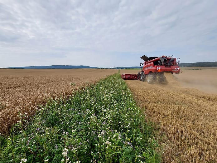 How Mondelēz is sowing regenerative agriculture into European wheat production