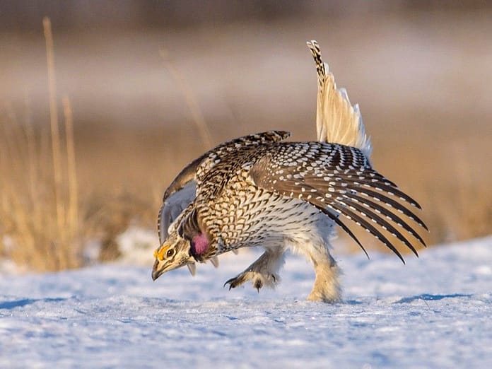 Prairie dancer: Sharp-tailed grouse is a permanent Sask. resident