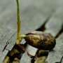 Time-lapse reveals the hidden dance of roots